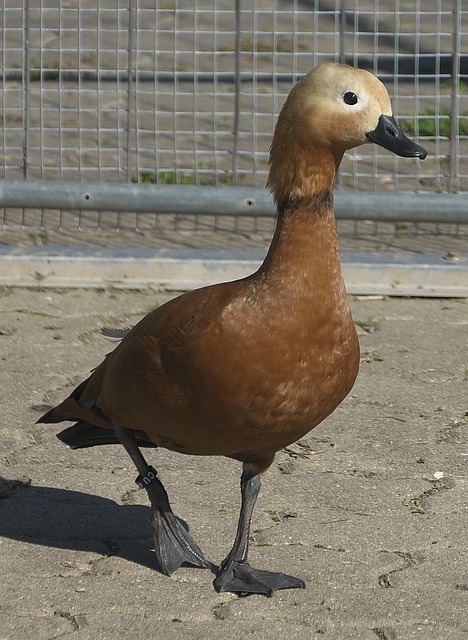 科怀