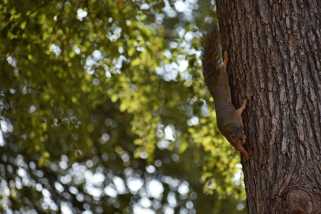 魔术队的信 魔术队的信